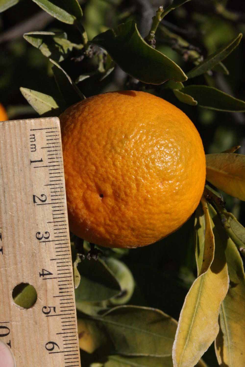              Fruit (Riverside, CA)       